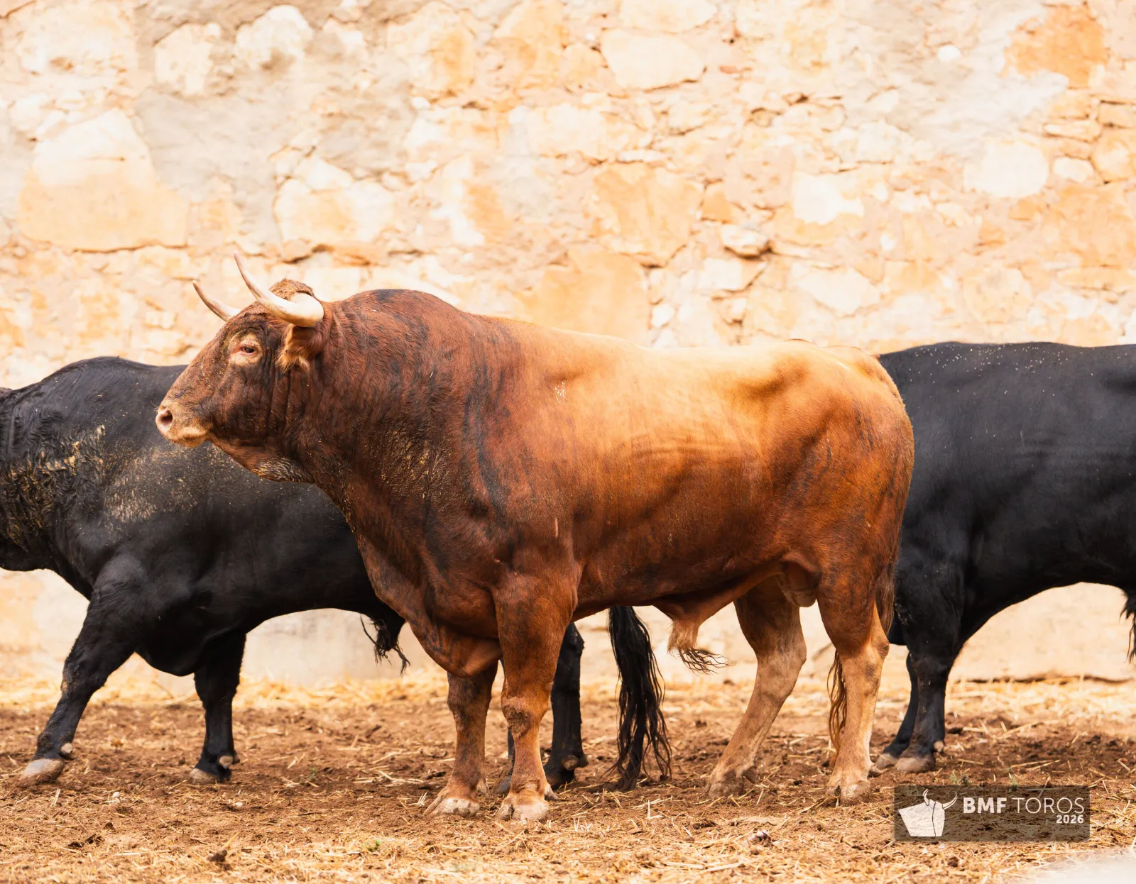 Fotos: BMF Toros