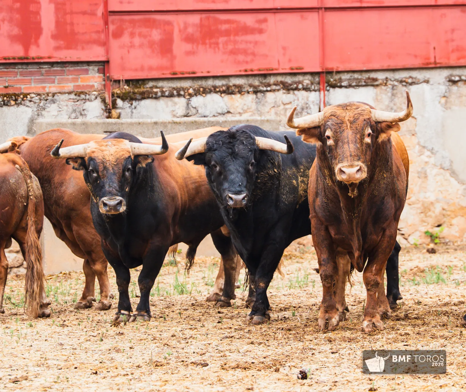 Fotos: BMF Toros