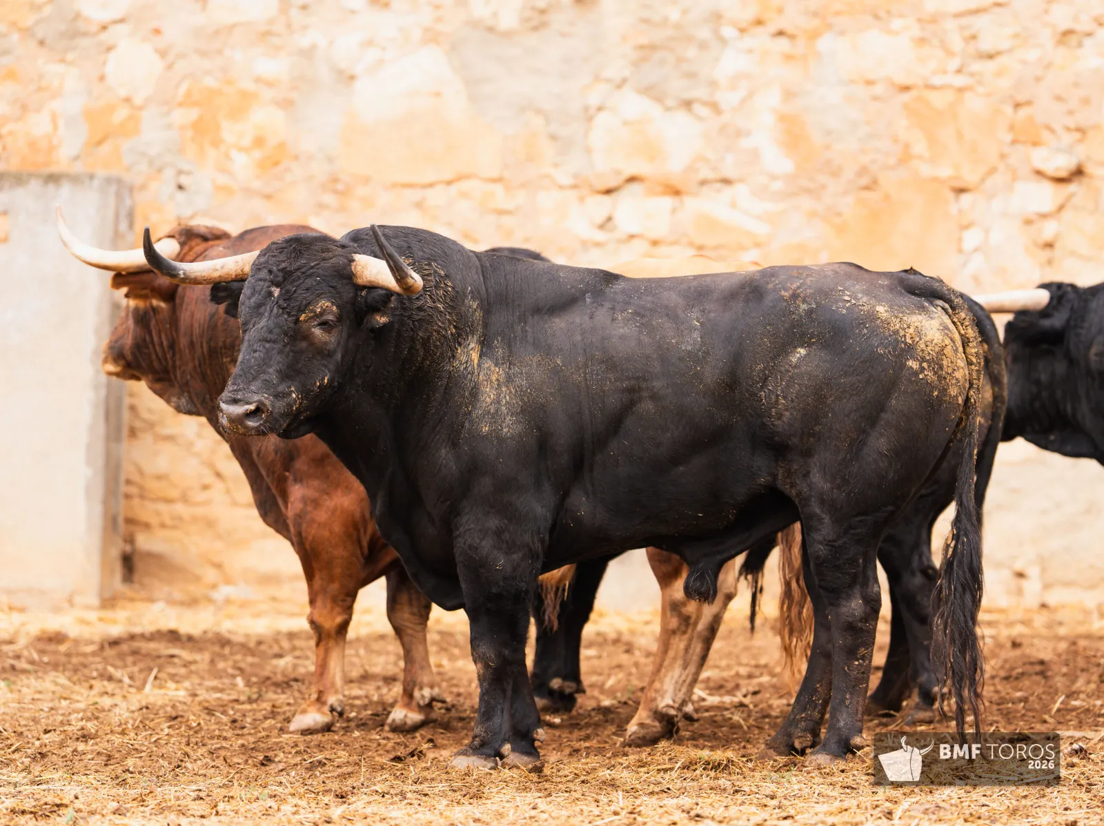 Fotos: BMF Toros