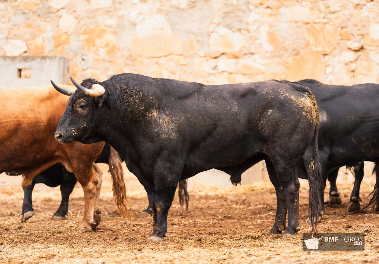 Fotos: BMF Toros
