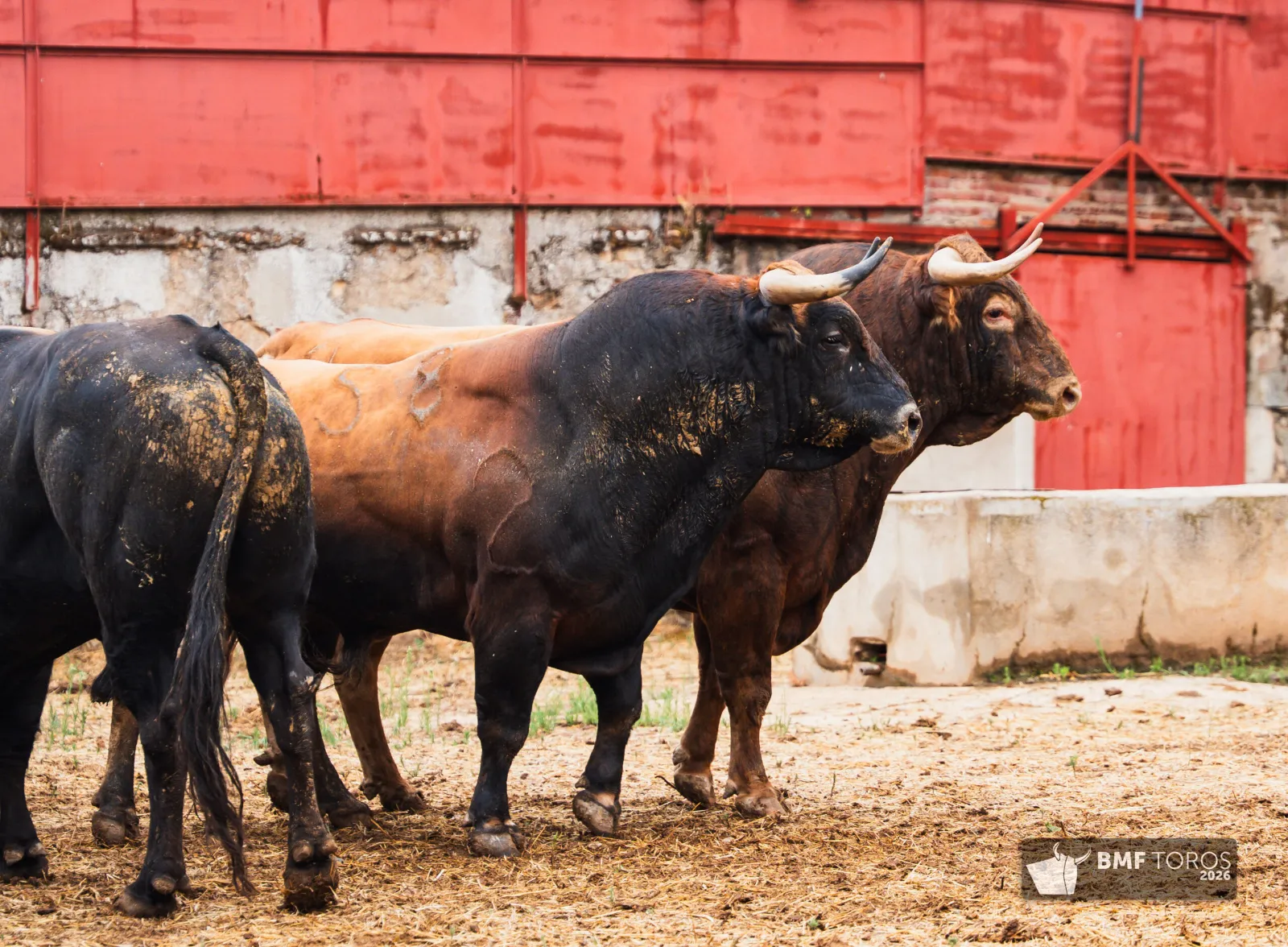 Fotos: BMF Toros