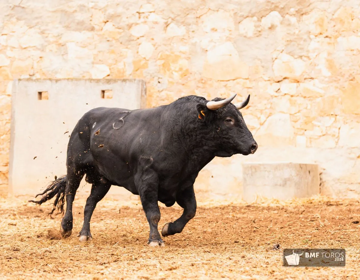 Novillos de Adelaida Rodríguez para abrir el segundo ciclo de la feria