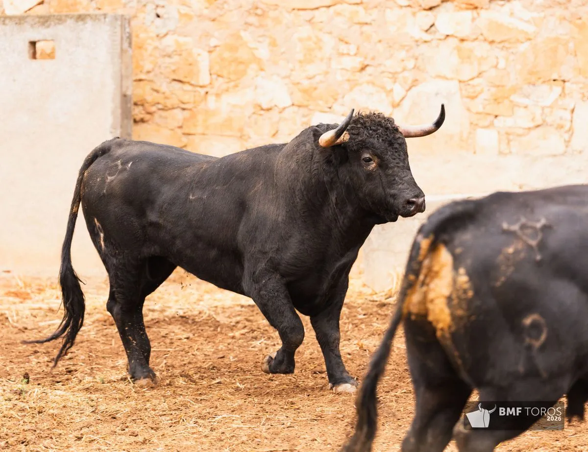 Novillos de Adelaida Rodríguez para abrir el segundo ciclo de la feria