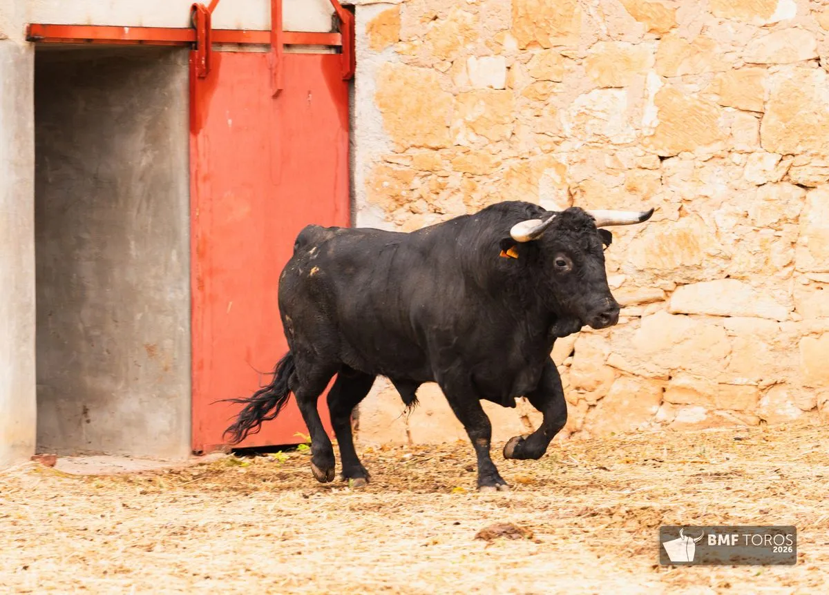Novillos de Adelaida Rodríguez para abrir el segundo ciclo de la feria