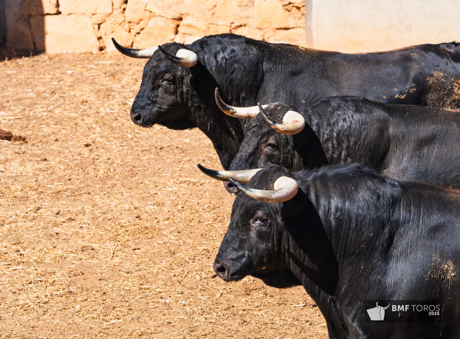 Seis de García Jiménez para la última de feria de Salamanca