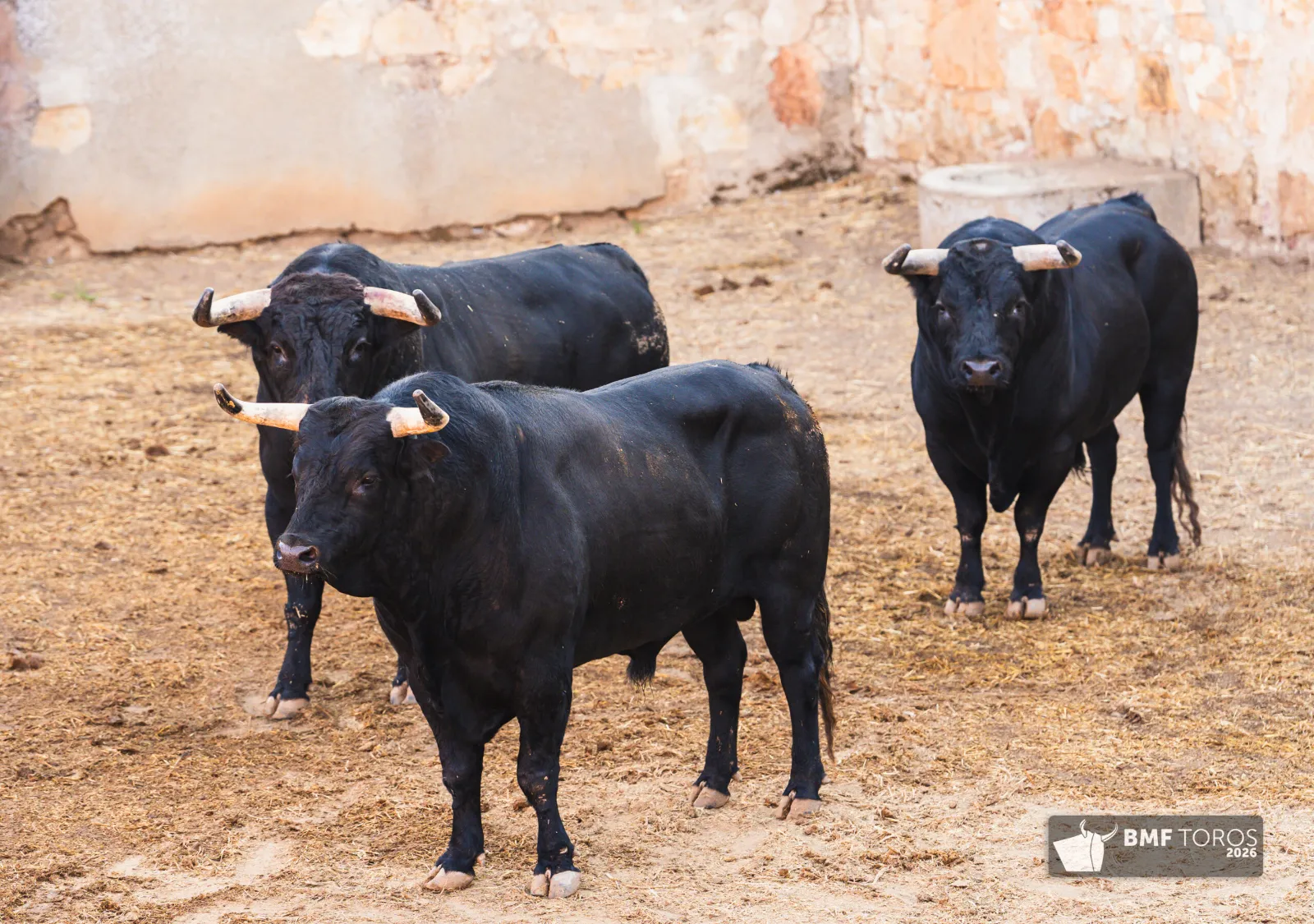 Lote con romana de Sánchez y Sánchez para el festejo de rejones