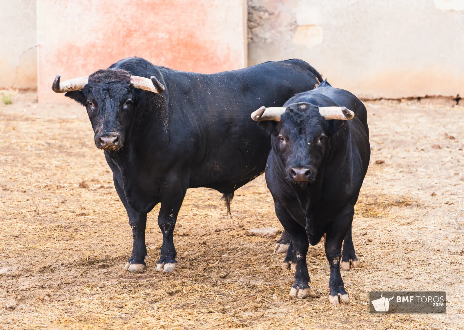 Lote con romana de Sánchez y Sánchez para el festejo de rejones