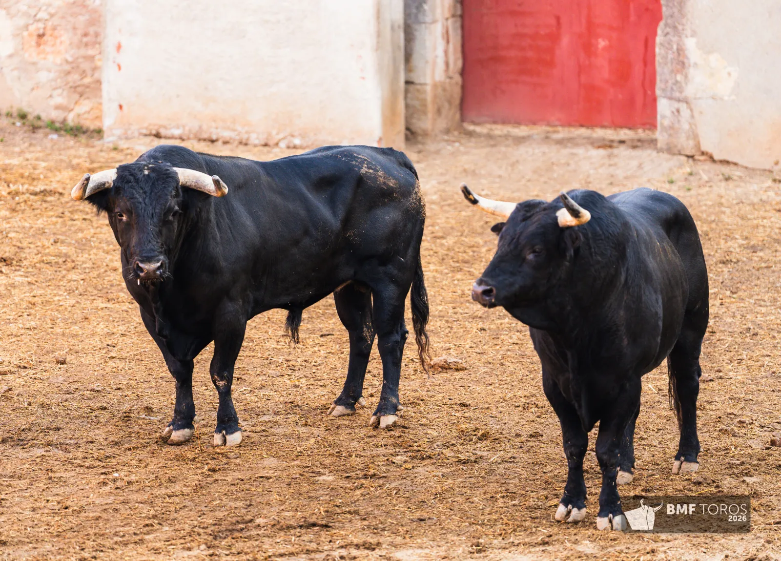 Lote con romana de Sánchez y Sánchez para el festejo de rejones