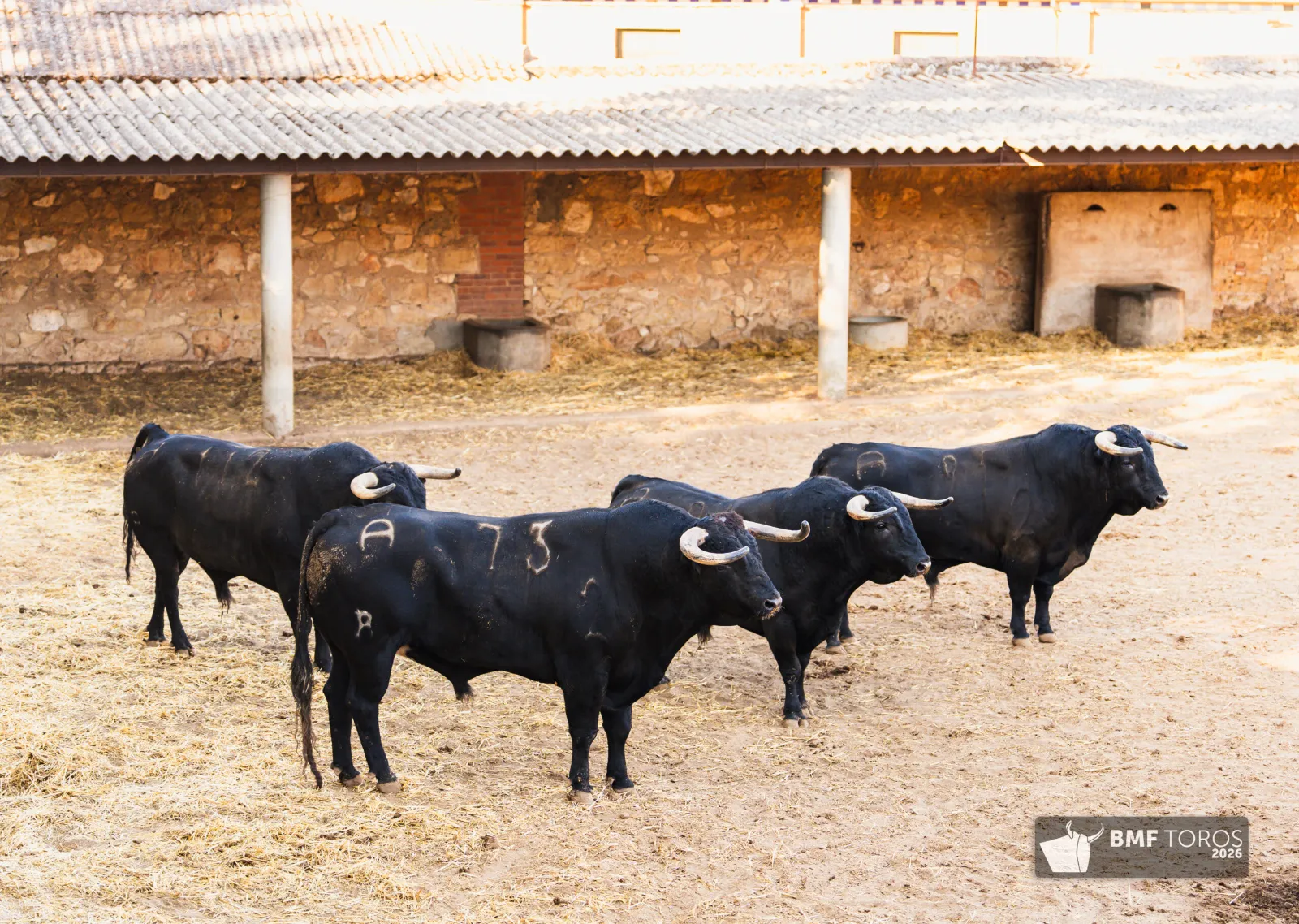 Lote con romana de Sánchez y Sánchez para el festejo de rejones
