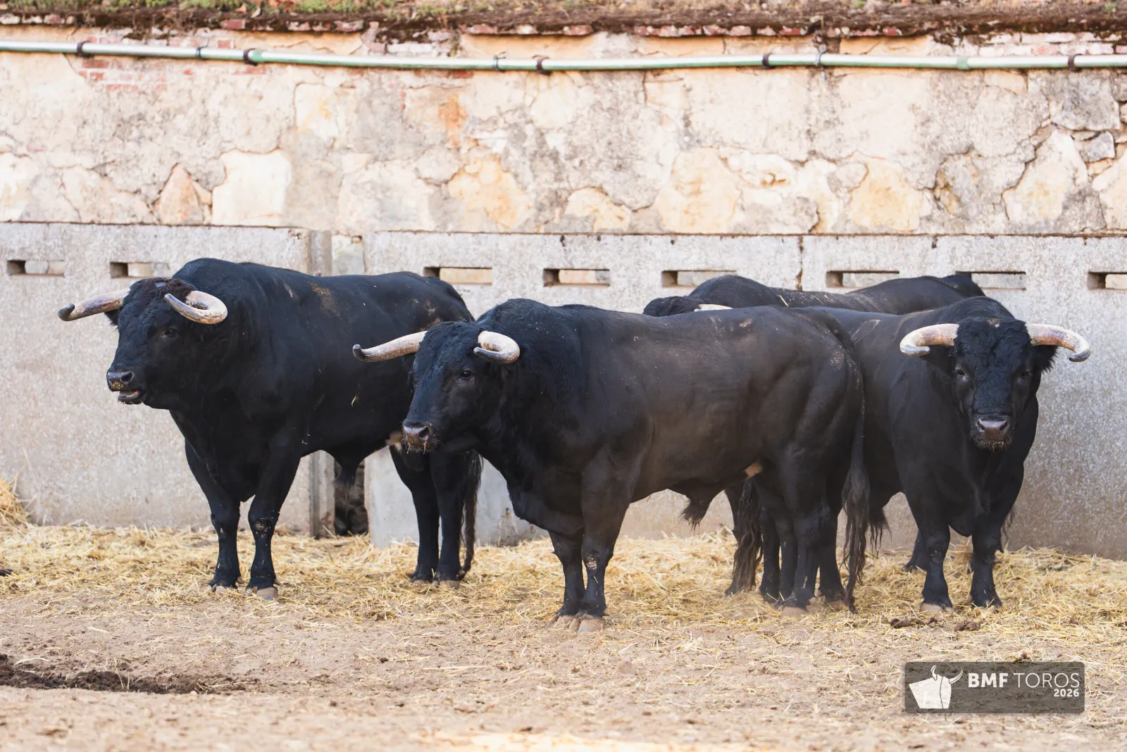 Lote con romana de Sánchez y Sánchez para el festejo de rejones