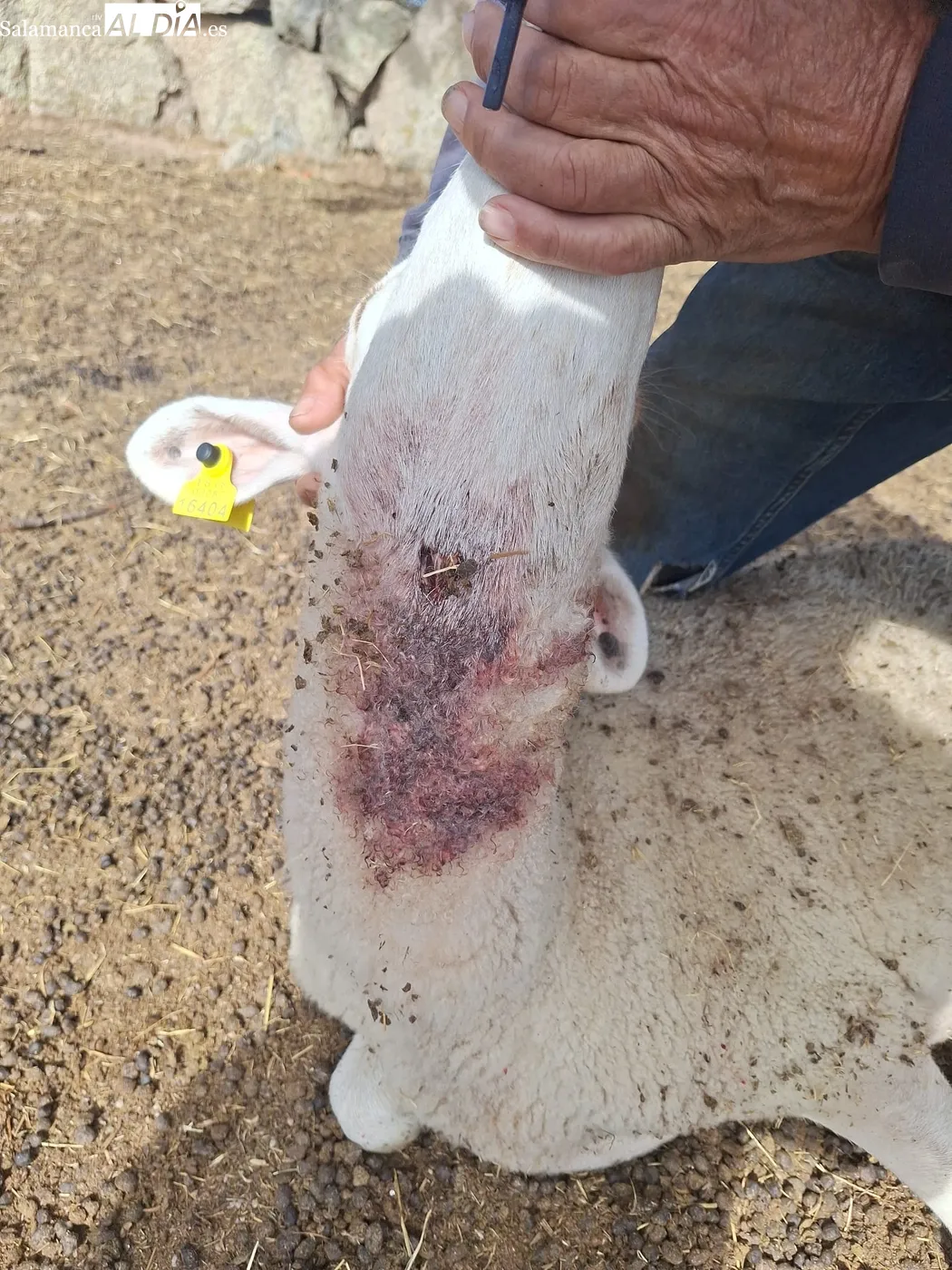 Una de las corderas mordidas por el lobo