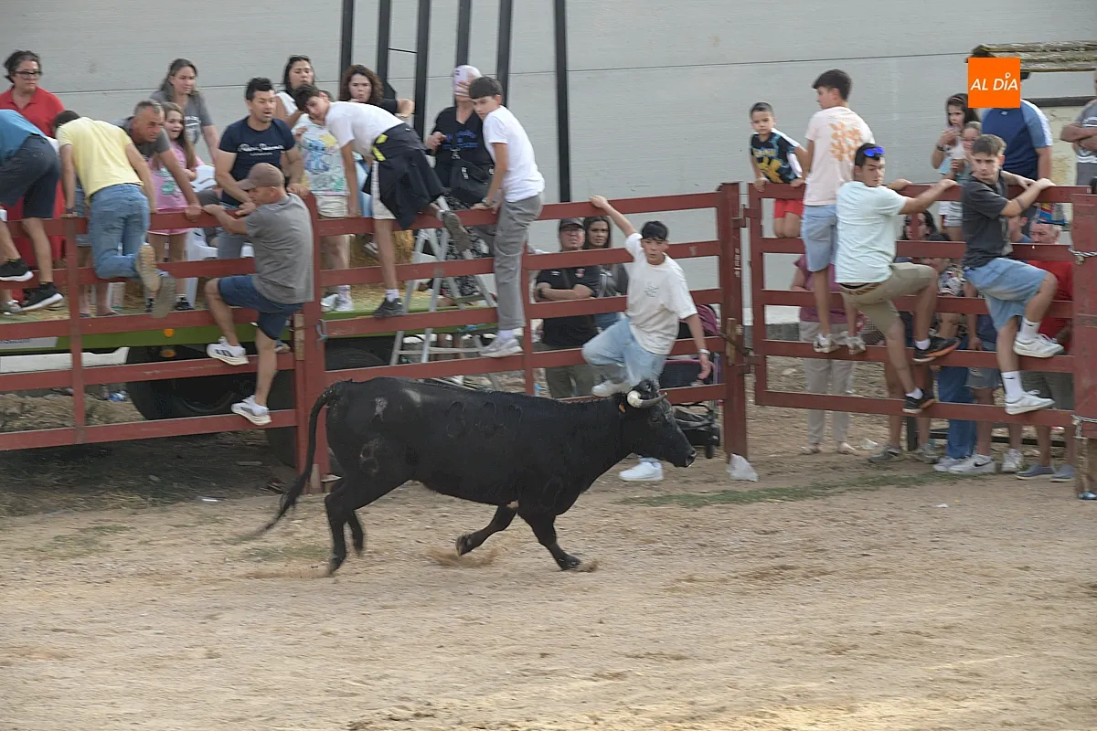 Capea de Vaquillas en Pedrotoro