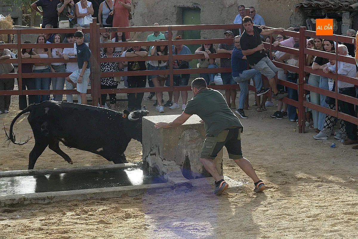 Capea de Vaquillas en Pedrotoro