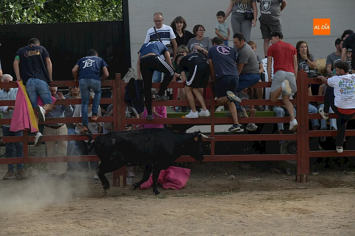 Capea de Vaquillas en Pedrotoro