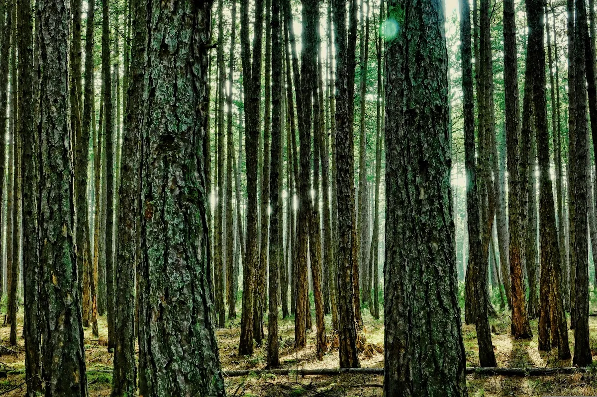 El Payo subasta madera de su monte por 308.000 euros