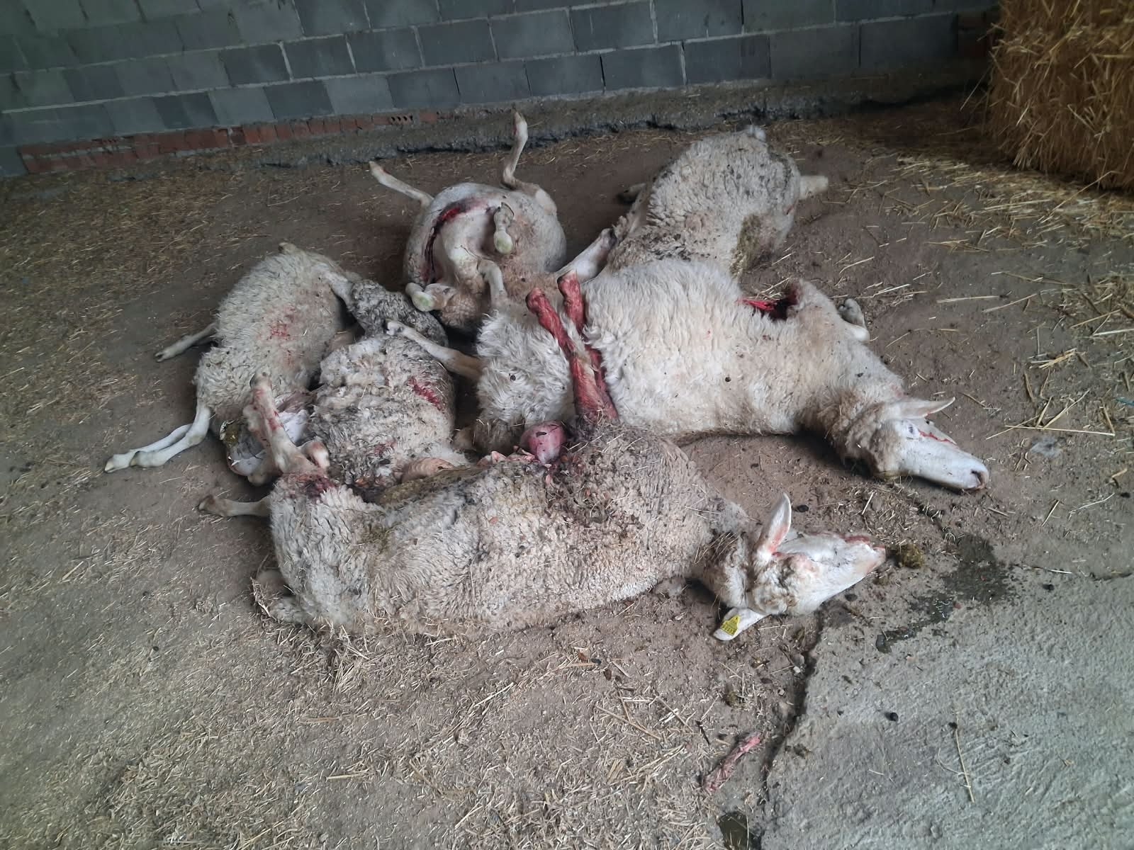 Nuevo ataque de lobos en Encina de San Silvestre con ocho ovejas afectadas