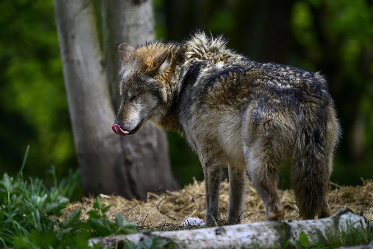 Ataque de lobo en Encina de San Silvestre deja ovejas muertas