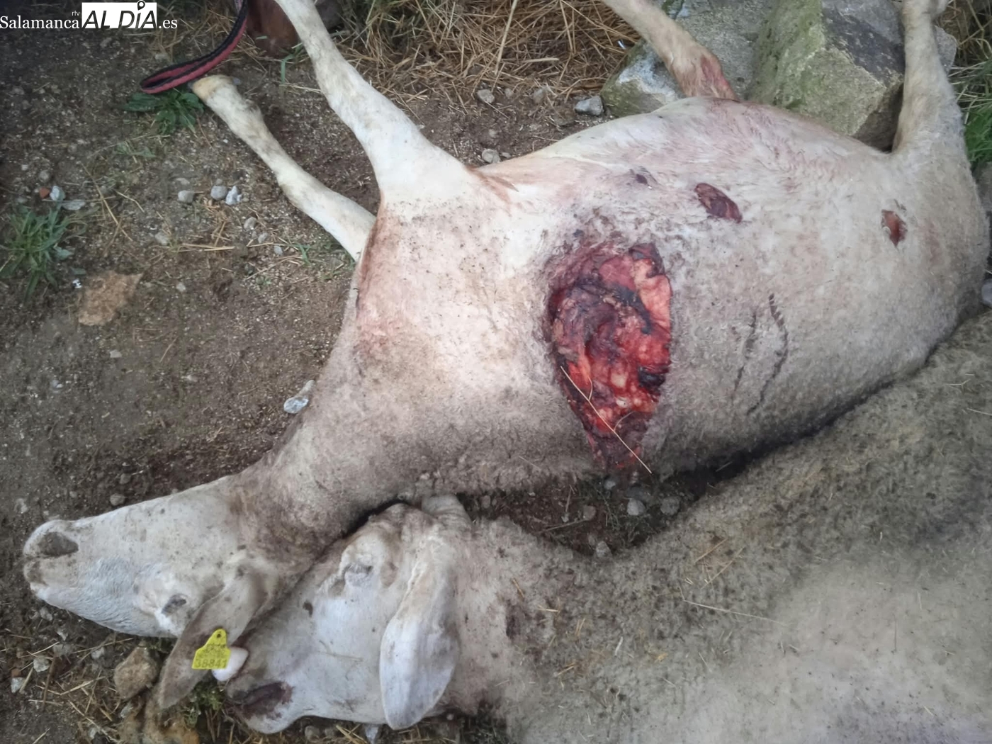 El lobo mata a dos ovejas y hiere a otra en una finca de Trabanca