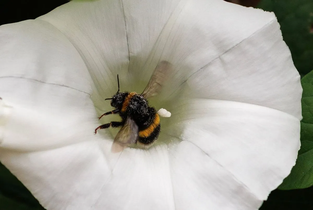 Investigadores con participación de la USAL logran proteger siete insectos polinizadores