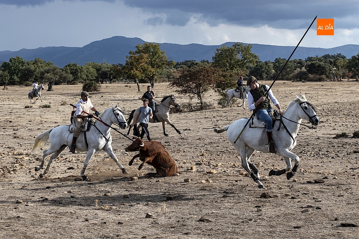 Largo y entretenido encierro a caballo en Alba de Yeltes con aires de faena de campo