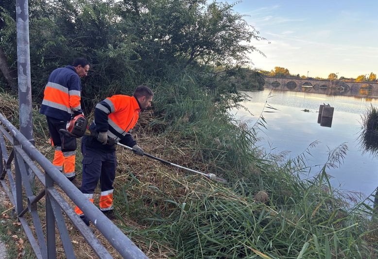 Trabajos de control de vegetación en el Tormes a su paso por Alba
