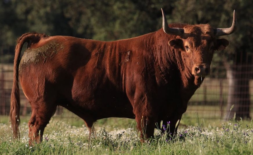 Un imponente toro de 720 kilos protagoniza el cajón de Alba