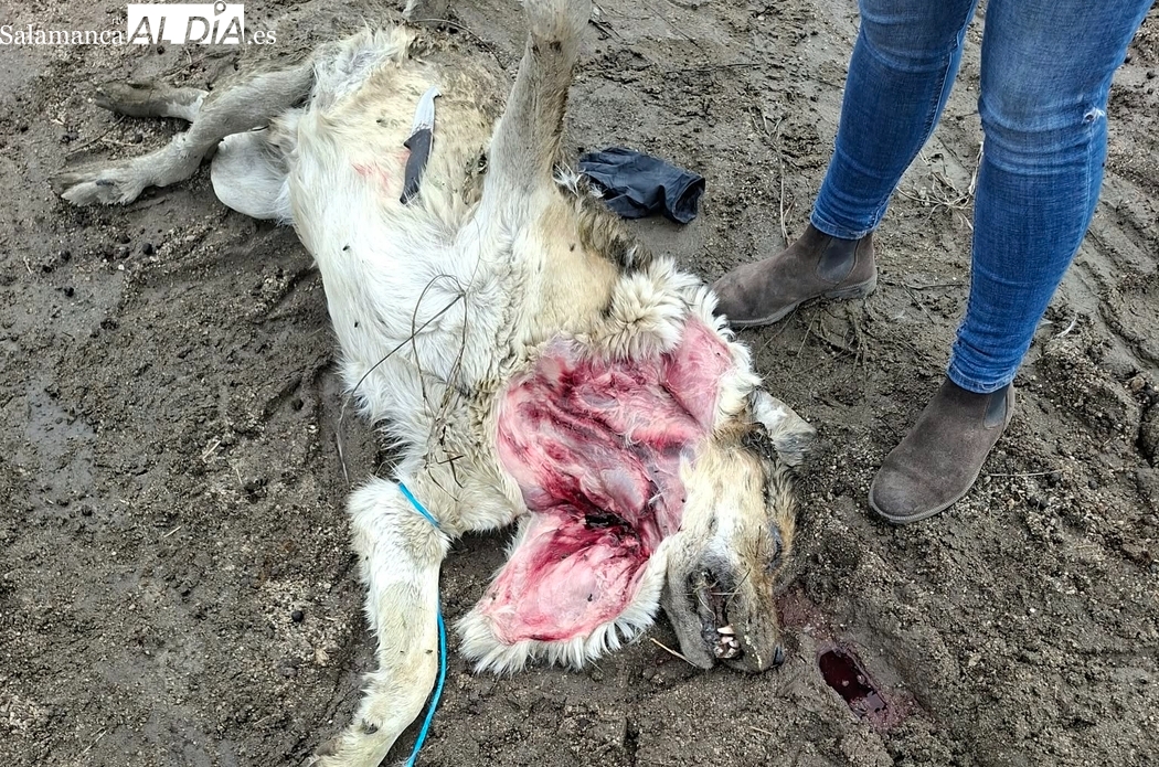 El lobo mata en Almendra dos ovejas y al mastín que las guardaba 