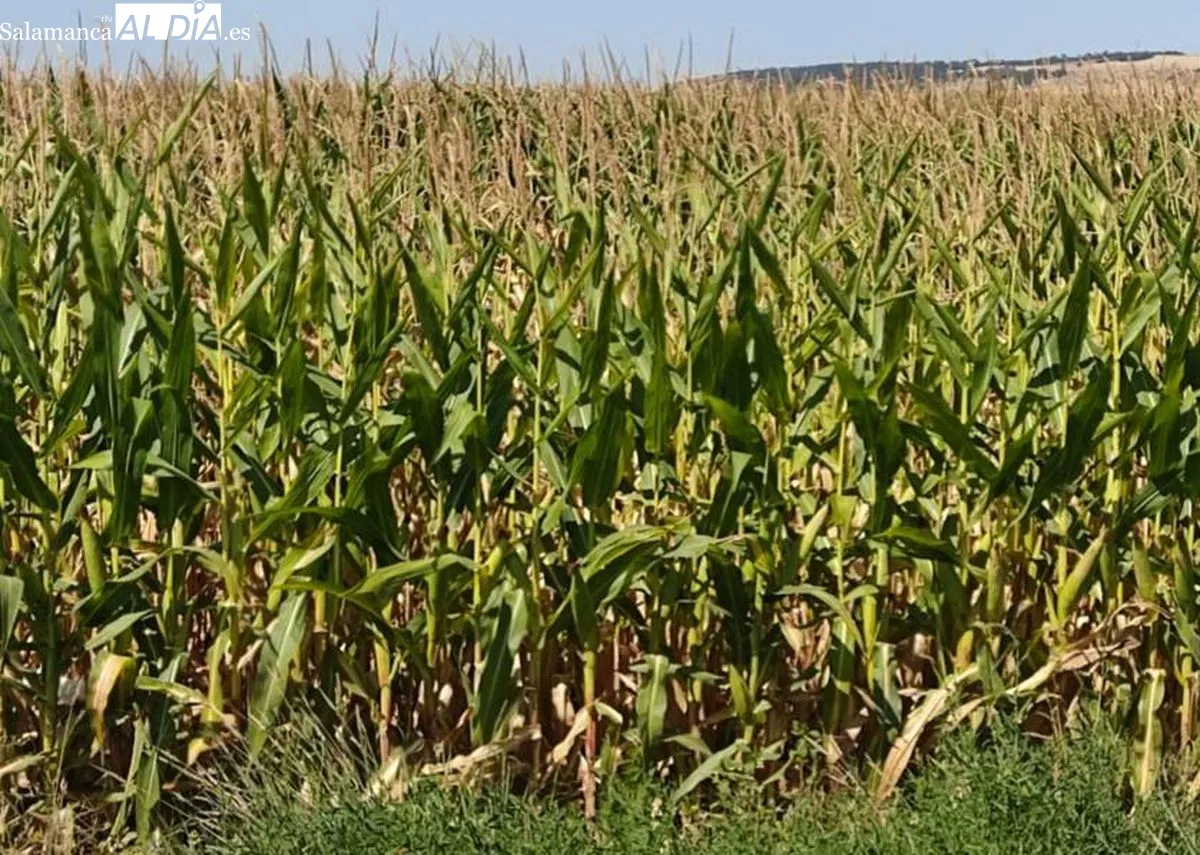 UPA Salamanca denuncia que la Junta deja fuera al maíz en las ayudas agrarias