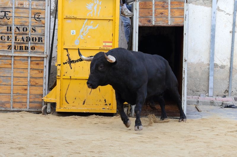 Gañanito desata el entusiasmo taurino en las calles de Alba de Tormes