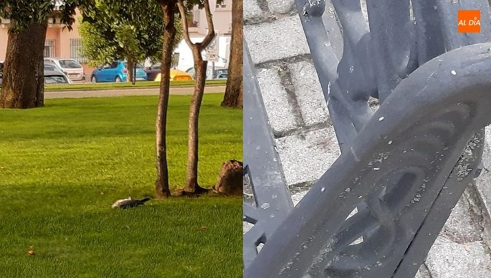 Fotografías hechas por una de las usuarias del parque municipal