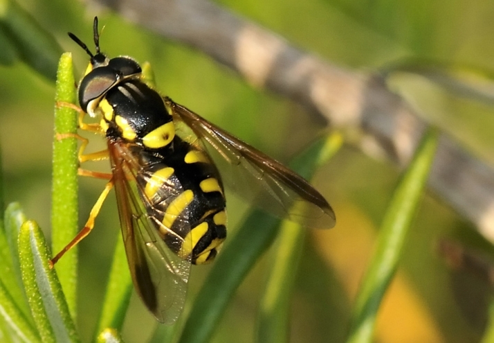 Cuidado con las picaduras de avispas y abejas
