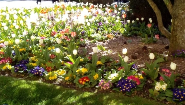 Uno de los jardines de la plaza de Anaya