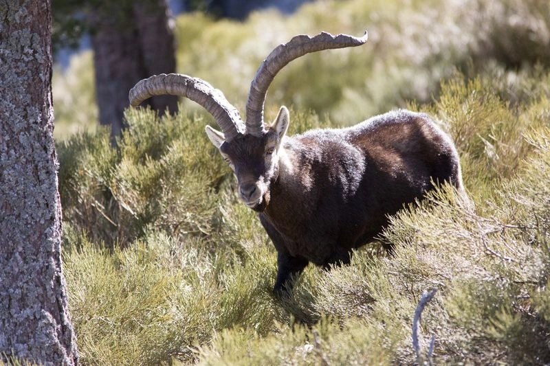 La Reserva de Las Batuecas celebra este sábado la subasta presencial de sus lotes de caza con corzo, becada y cabra montés