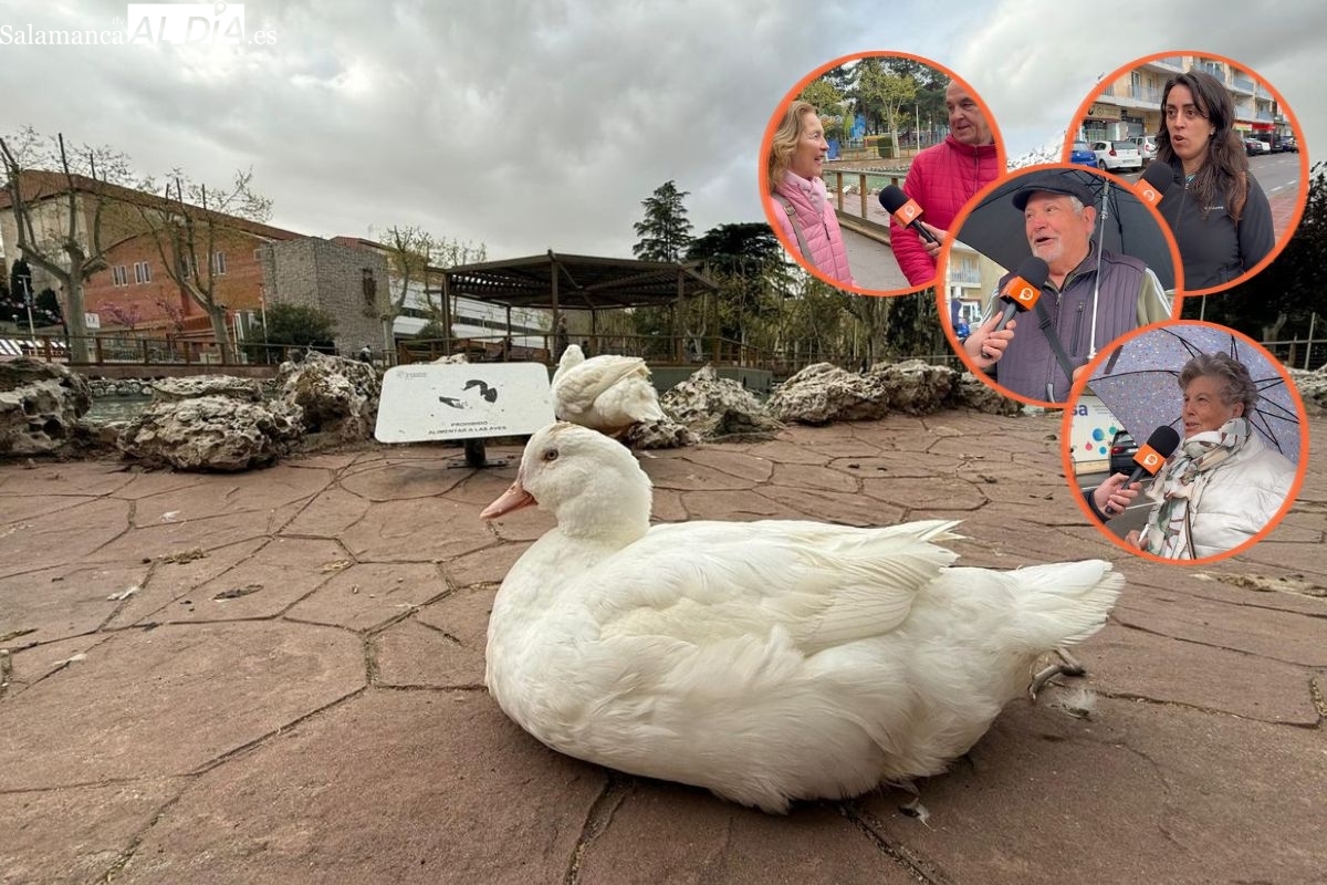 Patos y cisnes vuelven a la Alamedilla tras cinco meses