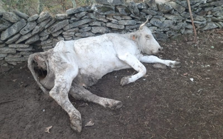 UPA Salamanca denuncia un ataque de buitres en Cerezal de Peñahorcada