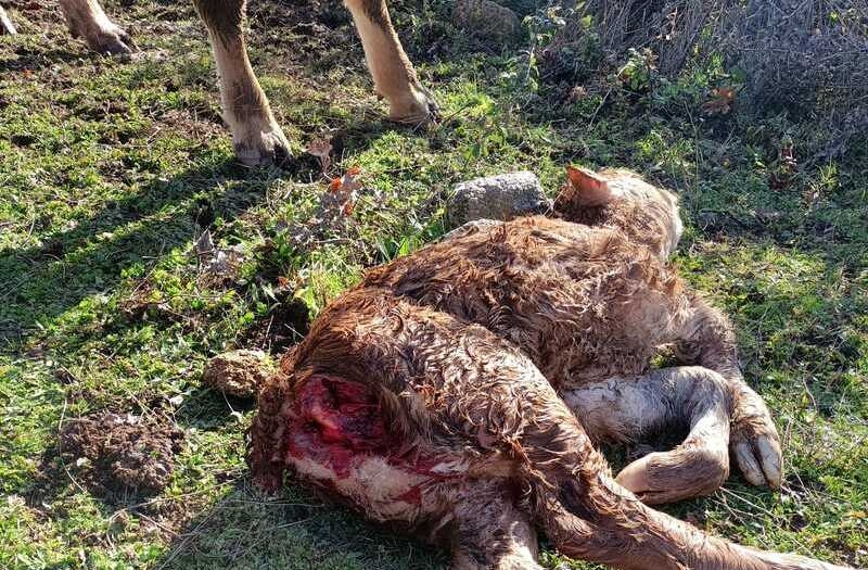 Denuncian dos nuevos ataques de meloncillos en San Esteban de la Sierra