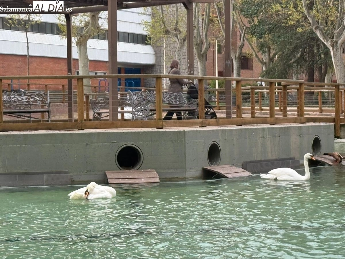 Patos en el estanque de La Alamedilla y Los Jesuitas | Fotos: T.S