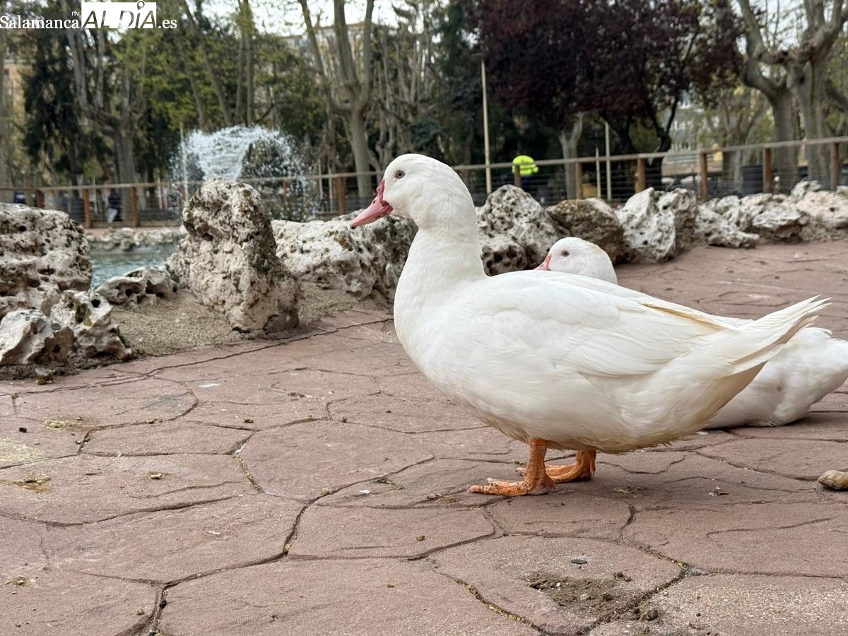 Regreso de los patos a Salamanca tras la gripe aviar