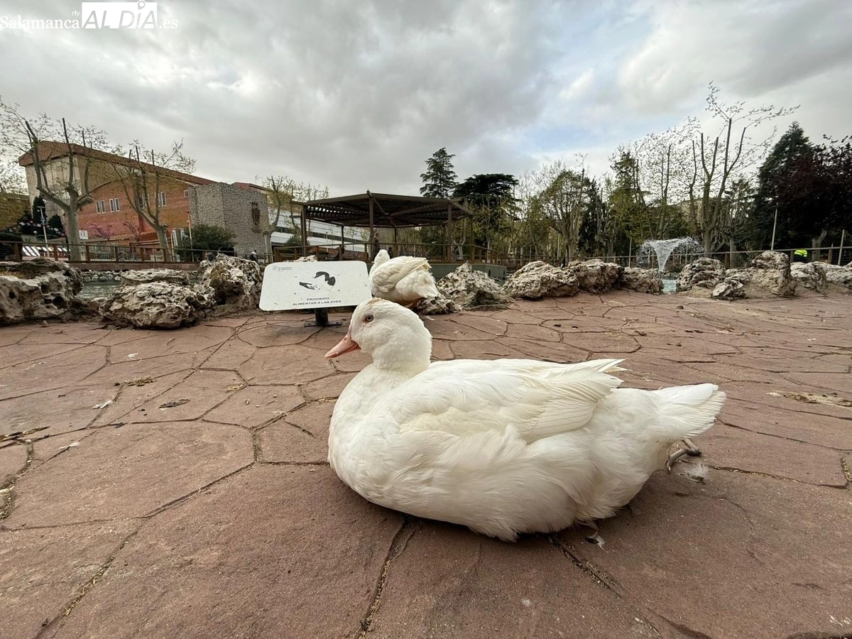 Patos en el estanque de La Alamedilla y Los Jesuitas | Fotos: T.S