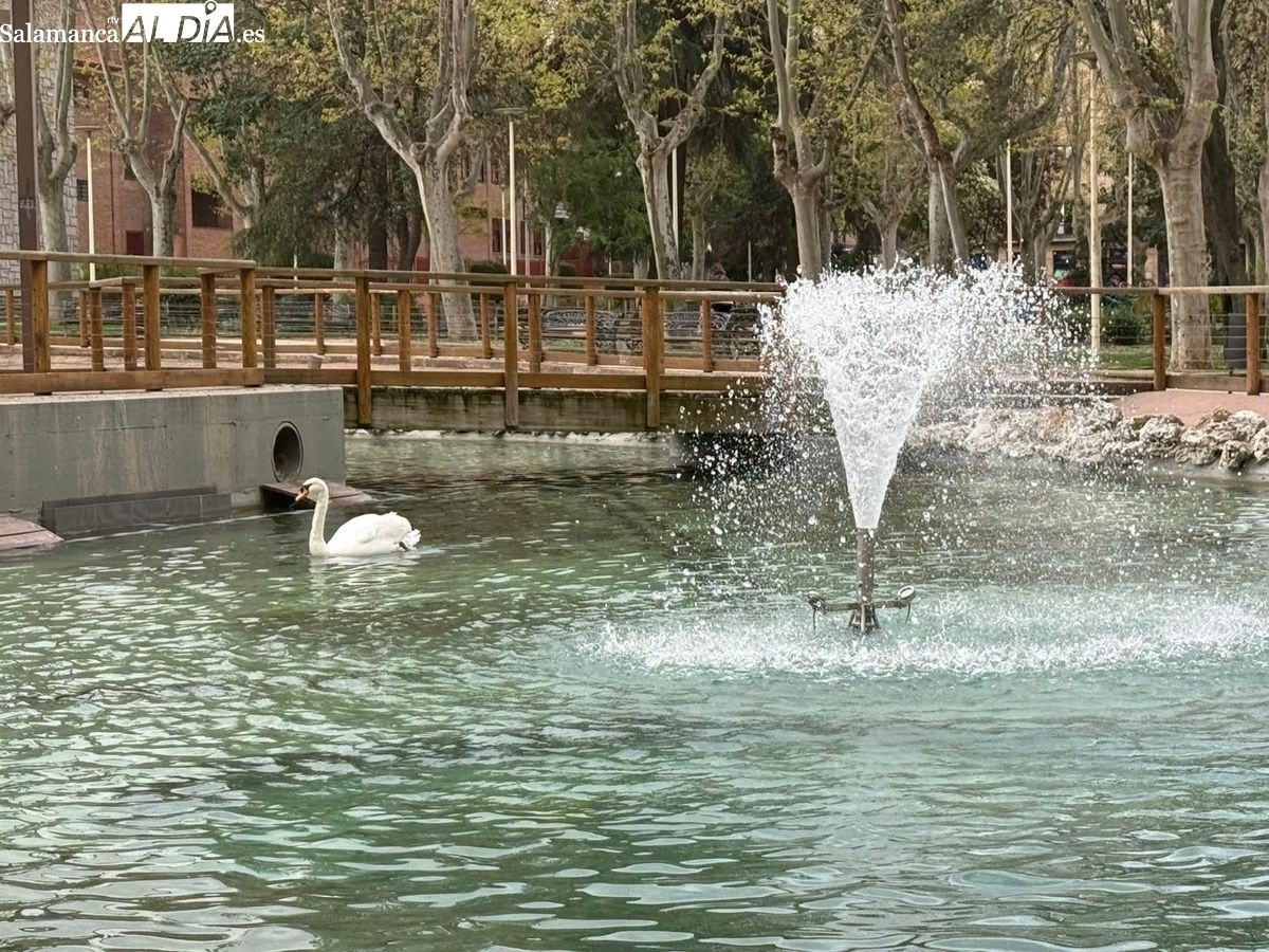 Patos en el estanque de La Alamedilla y Los Jesuitas | Fotos: T.S