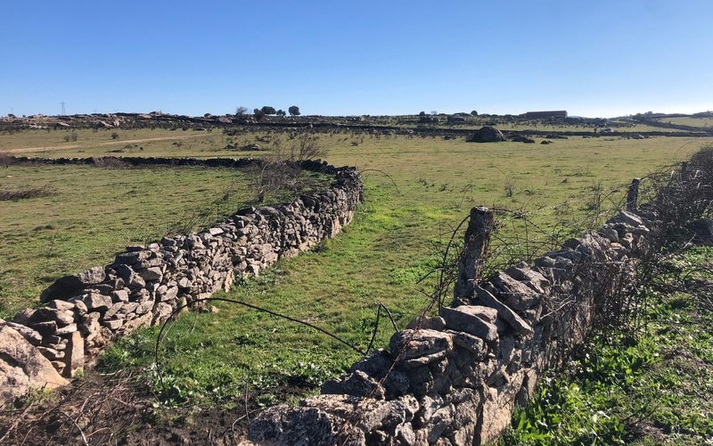 ASAJA insta a la Junta a que levante el acotamiento de pastos cuanto antes tras el incendio de San Felices de los Gallegos
