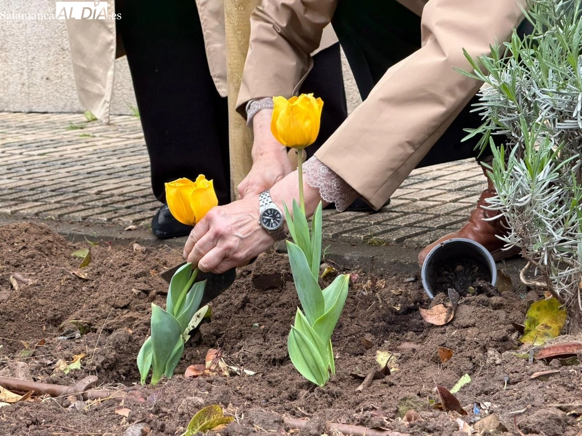 Plantación de tulipanes amarillos para visibilizar y concienciar sobre el Parkinson en Salamanca | FOTOS: Vanesa Martins 