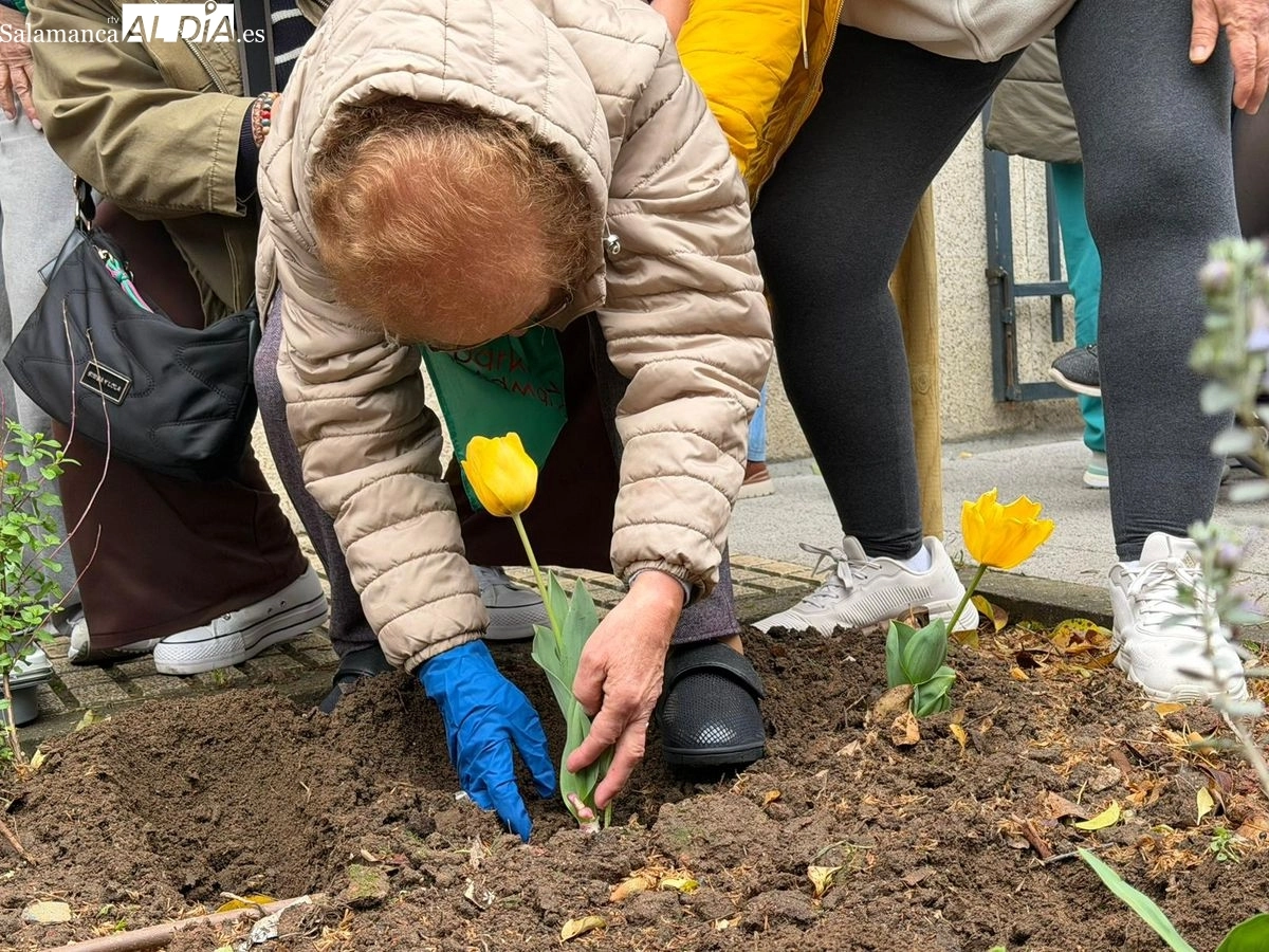Plantación de tulipanes amarillos para visibilizar y concienciar sobre el Parkinson en Salamanca | FOTOS: Vanesa Martins 