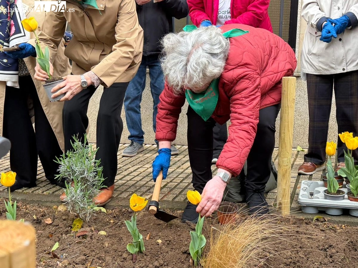 Plantación de tulipanes amarillos para visibilizar y concienciar sobre el Parkinson en Salamanca | FOTOS: Vanesa Martins 