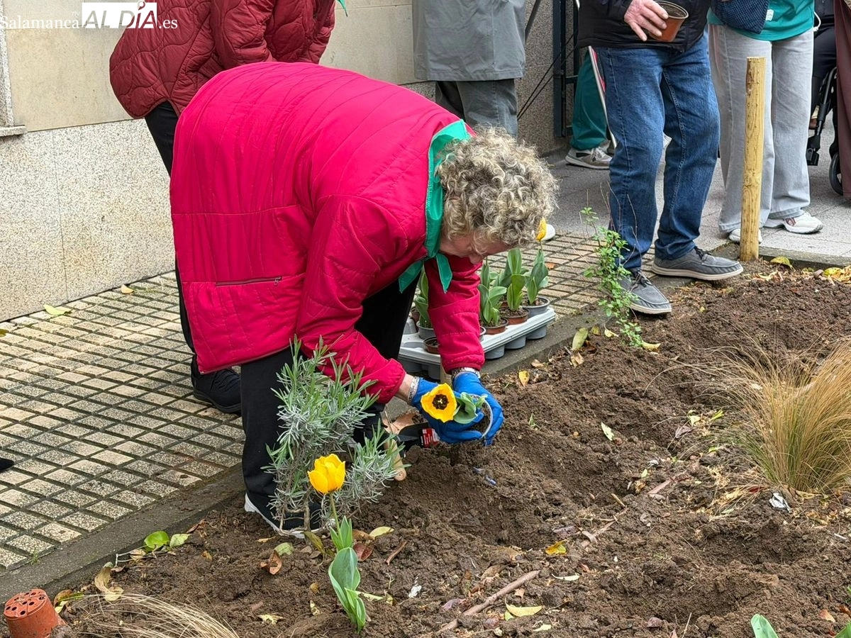 Plantación de tulipanes amarillos para visibilizar y concienciar sobre el Parkinson en Salamanca | FOTOS: Vanesa Martins 