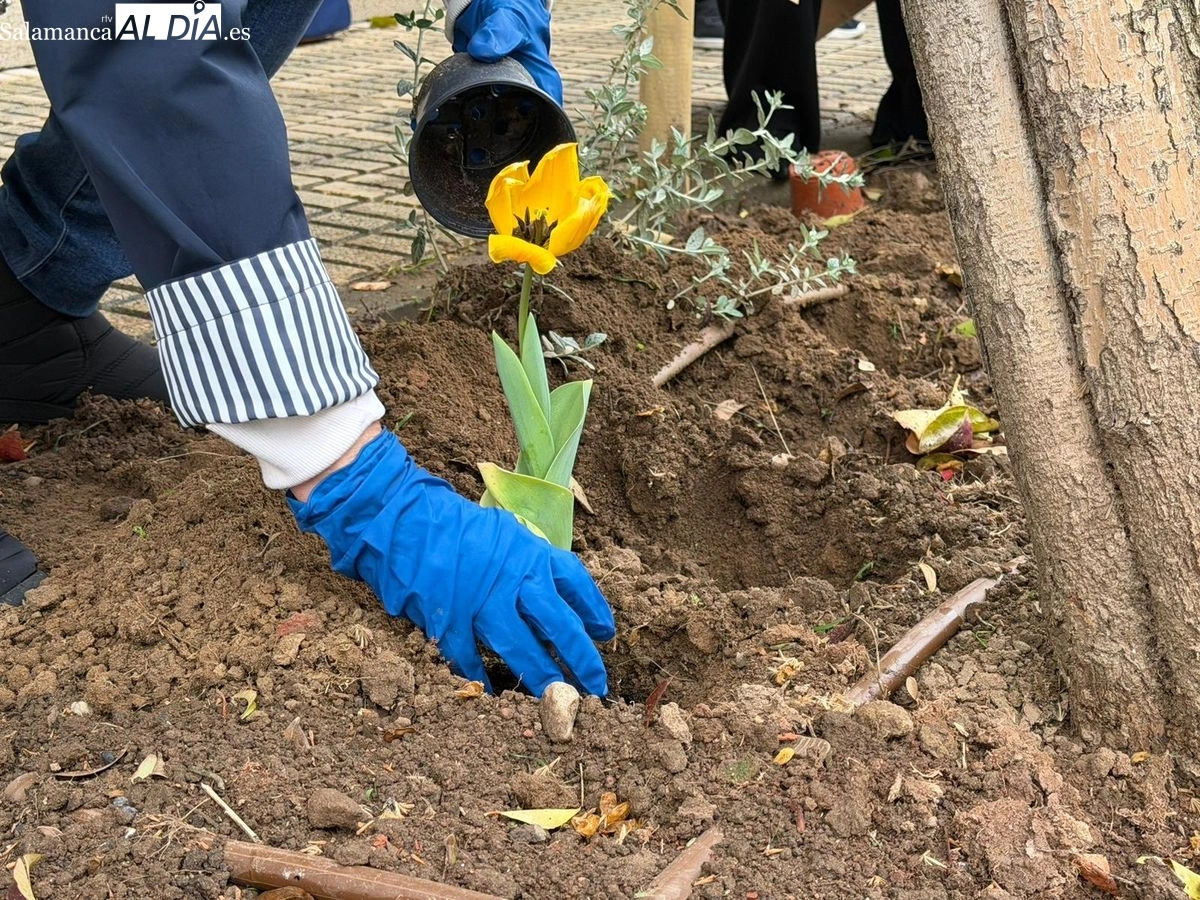 Plantación de tulipanes amarillos para visibilizar y concienciar sobre el Parkinson en Salamanca | FOTOS: Vanesa Martins 