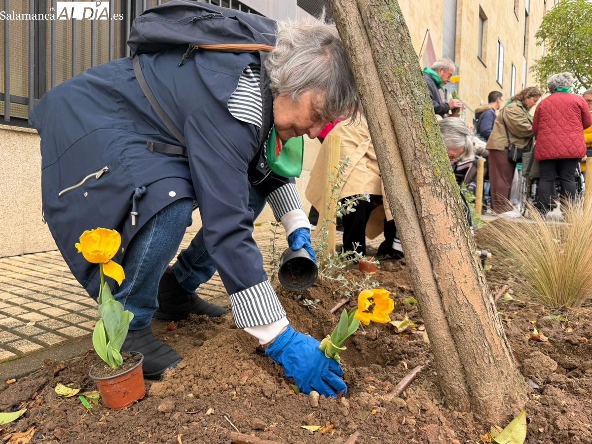 Plantación de tulipanes amarillos para visibilizar y concienciar sobre el Parkinson en Salamanca | FOTOS: Vanesa Martins 