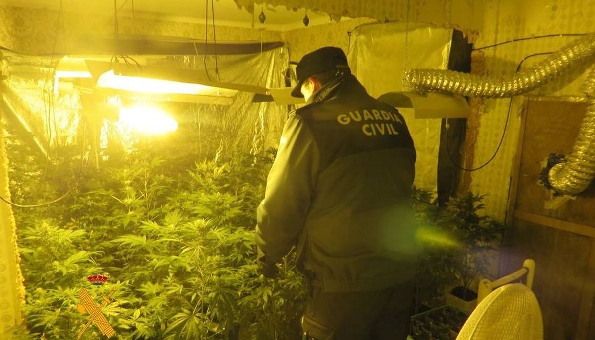 Aumentan las incautaciones de cannabis: más de 1,7 millones de plantas en un año en España