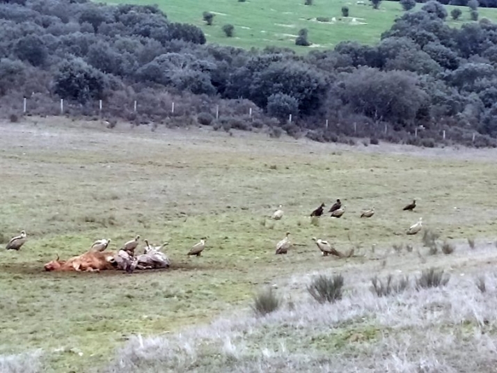 La fauna salvaje se ceba en varias explotaciones ganaderas    