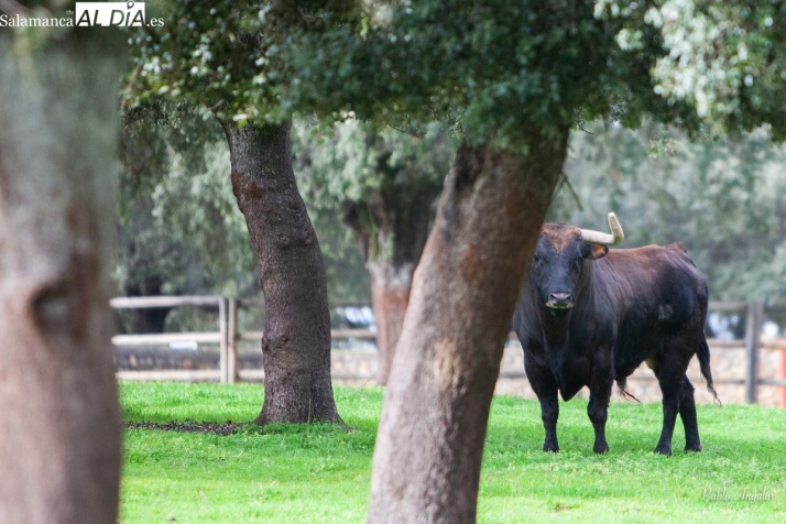 FOTOS | El legado de Jos&eacute; Cruz en Cabezal Viejo, donde la bravura es sin&oacute;nimo de armon&iacute;a y entrega | Imagen 2